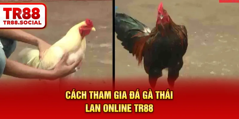 Cách tham gia đá gà thái Lan online TR88 