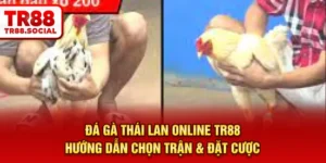 Đá gà thái Lan online