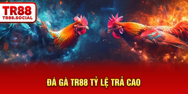  Đá gà TR88 tỷ lệ trả cao