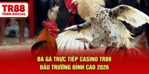 Đá gà trực tiếp casino