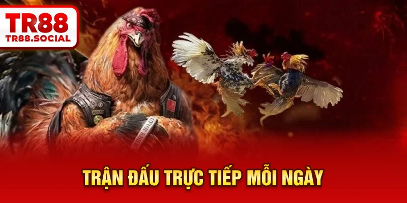  Trận đấu trực tiếp mỗi ngày